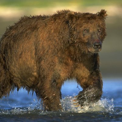<h2>Mature male coastal grizzly bear</h2>
<p>At low tide, coastal grizzlies search ocean bays for salmon that are gathering to swim up streams to spawn.
</p>