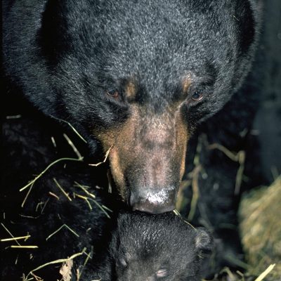 <h2>Two-week-old cub in den with mother</h2>
<p>Bears give birth to smaller young, relative to mother size, than does any other placental mammal.  Black bear mothers that weigh 175 to 500 pounds produce cubs that weigh less than a pound each in January.  By the time the families leave their dens in April, the cubs weigh 4 to 10 pounds, which is about the expected birth weight for an animal of bear size.  Cubs gradually open their eyes at 5 to 7 weeks.</p>