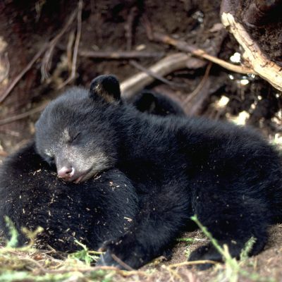 <h2>Sleeping beauties</h2>
<p>Two content cubs are asleep in their den after nursing.  Their mother, still lethargic from hibernation, is exploring the spring surroundings after an early snow melt.  Newborn cubs do not hibernate.  Their job is to eat, sleep, and grow.  These two weigh four pounds at nine weeks of age.</p>