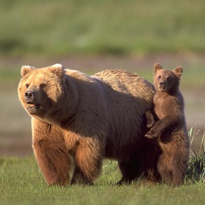 <h2>The Protector</h2>
<p>Grizzly cubs run to their mothers for protection, while black bear cubs run for trees. Attacks by defensive mothers account for 70 percent of human deaths from grizzly bears, but mother black bears are not known to have killed anyone in defense of cubs. The idea that black bear mothers are likely to attack is one of the biggest misconceptions about black bears.
</p>