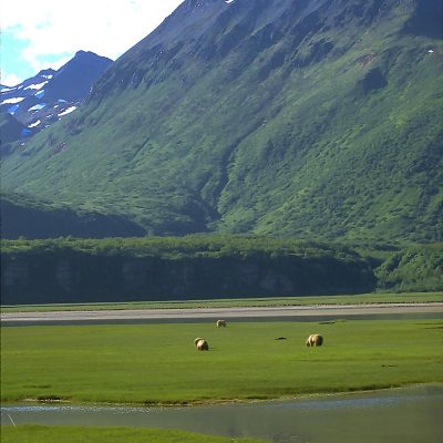 <h2>Saltwater Sedge Flat</h2>
<p>Coastal sedge flats are rich feeding areas for coastal grizzlies in Alaska in late spring and summer.
</p>