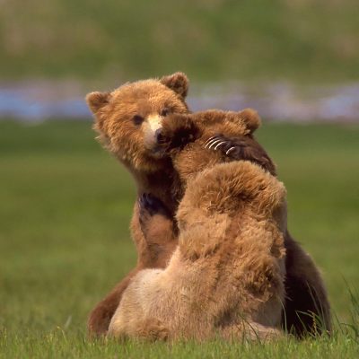 <h2>A bear hug</h2>
<p>Where food is abundant, bears buddy up to wrestle and play, sometimes for days. Mating pairs also play. Mating season for black and grizzly bears is late spring to early summer. Polar bears mate in late March to late May.
</p>
