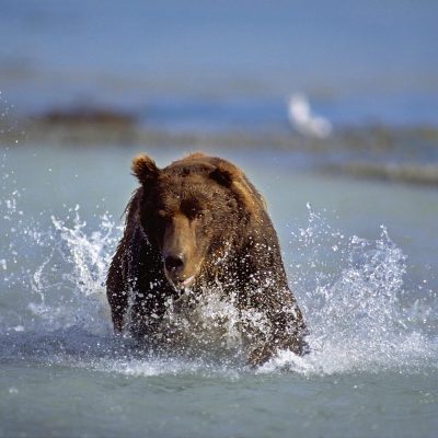 <h2>Chasing a salmon</h2>
<p>With his eyes fixed on a salmon, this running grizzly demonstrates speed and power.
</p>