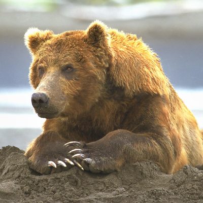 <h2>Protecting a food cache</h2>
<p>Grizzly bears sometimes attack to protect cubs or food caches. However, this mild-mannered coastal grizzly seemed to ignore people as he ate 6 chum salmon, buried a 7th weighing about 10 pounds, and rested on the cached fish.
</p>