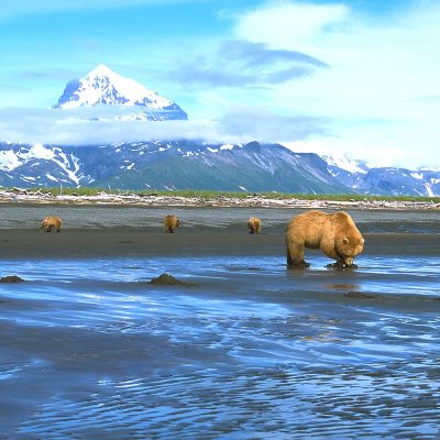 <h2>Digging clams</h2>
<p>When tides are lower than usual, grizzlies gather to dig clams from the exposed ocean floor. Much of the activity pattern of coastal grizzlies is dictated by ocean tides.</p>
