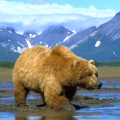 <h2>Working for clams</h2>
<p>The grizzly’s strong forelegs and large claws help them dig faster than the razor clams and butter clams can retreat–sometimes to depths of over two feet under the mud.
</p>