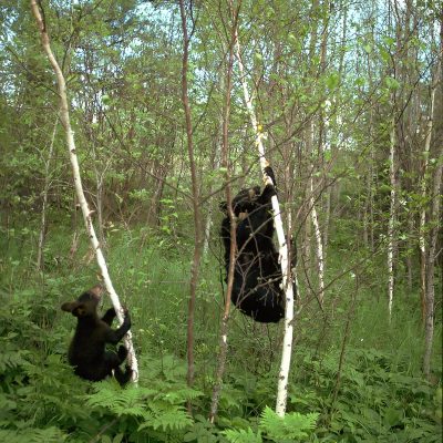 <h2>Mother and cub climbing birch trees for tent caterpillars</h2>
<p>This 146-pound mother ate 25,192 tent caterpillars in 24 hours-about 31 pounds or 7 gallons of them.  Tent caterpillars contain oxalic acid and have irritating hairs.  Few mammals or birds eat them, but black bears make them nearly their entire diet in June in years of outbreaks.</p>
