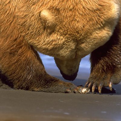 <h2>Delicate power</h2>
<p>This mature grizzly bear female is delicately using one or two claws to open the clam she dug.
</p>