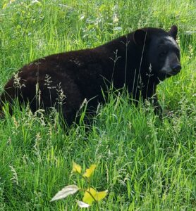 Tasha laying in long green grass
