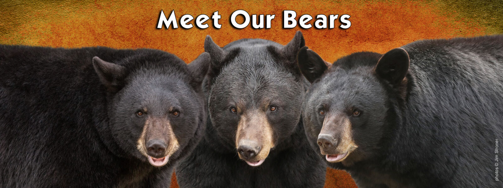 Meet our bears banner