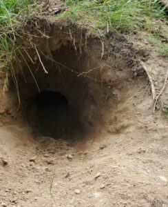 Lucky's dug hole