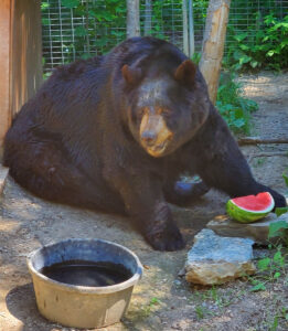 Ted with watermelon