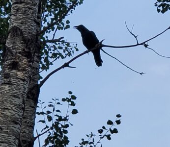 One of the ravens that like it here