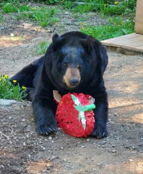 Ted with Strawberry Piñata