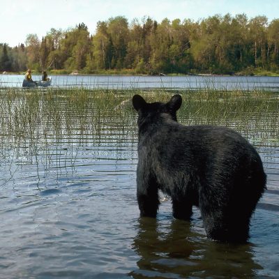 <h2>Bear watching  canoeists</h2><p>People are moving into bear country in unprecedented numbers, and black bear numbers have increased to about 750,000 across North America, so more people are seeing more bears.</p>