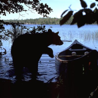 <h2>Looking for leftovers</h2>
<p>Seeing a bear is a joy or a problem, depending upon the person's attitude.  More and more people are moving into bear country.   The attitudes of these people will dictate the future of the bears that live around them. </p>