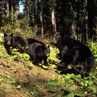 <h2>Mother and 7-month-old cubs</h2>
<p>Black bear mothers stay with their cubs until the cubs are 16 or 17 months old. Then, in late May or June, just before the mothers begin attracting males to mate for their next litter, the mothers separate from their yearlings but allow them to remain in the maternal territory.</p>