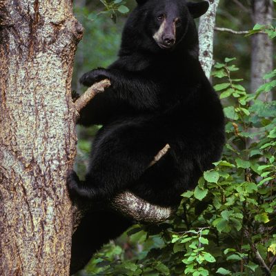 <h2>Seeking safety</h2>
<p>Black bears are adapted for forest life and have short strong claws for climbing. Grizzly bears are adapted for more open country and have longer claws for digging. Unlike cats, these bears do not have sharp claws for holding prey.</p>