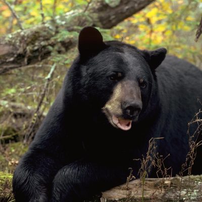 <h2>Black bear male</h2>
<p>Nearly a record for a wild black bear. The heaviest wild male accurately weighed was 880 pounds. The heaviest wild female was 520 pounds</p>