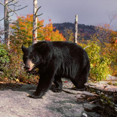 <h2>4½-year-old female on patrol</h2>
<p>Black bear females often have territories of 2 to 4 square miles. Males roam 20 to 100 square miles or more to find food and females. Home ranges of males overlap with the ranges of other males and with the territories of females.</p>