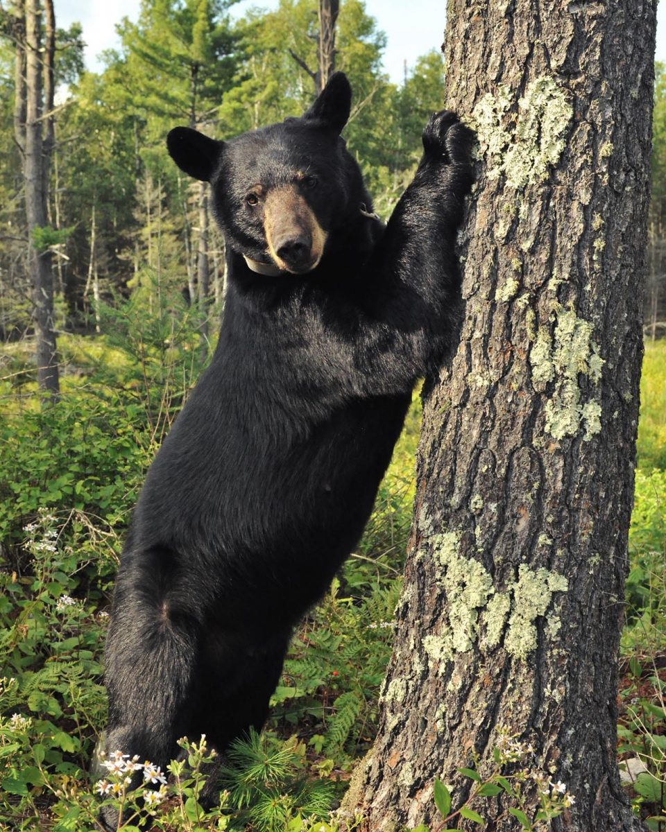 Bear standing agains pine tree trunk