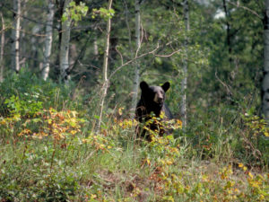 bear_in_aspen_forest.jpg