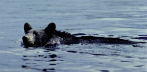 bear_swimming.jpg