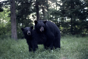 bears_mating_kawishiwi_yard_1986.jpg