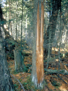 Black Bear Stripped Cedar