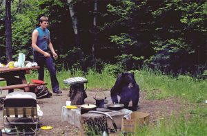 bear_campground.jpg