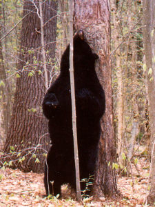 Black Bear Back-rubbing a Red Pine
