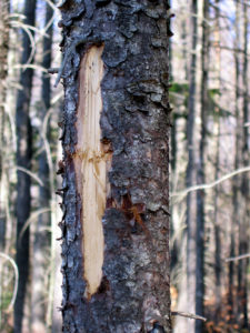 Black Bear Bites on Spruce
