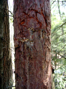 Black Bear Bites on Red Pine