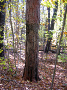 Red Pine Marking Tree