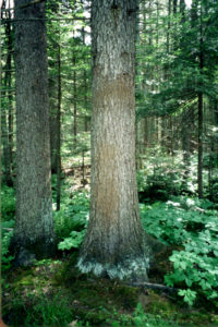 Black Bear Rub Tree