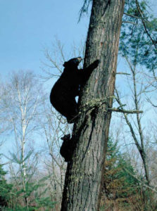 mom_and_cub_climbing_tree.jpg