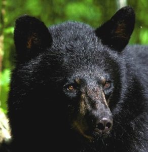 Researchers have found no instance of a black bear killing a menstruating woman.