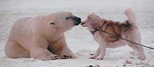 polar_bear_and_dog.jpg