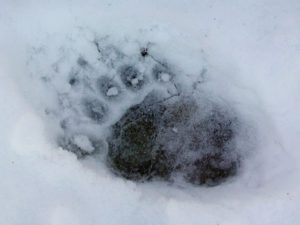 Black Bear Track in Snow