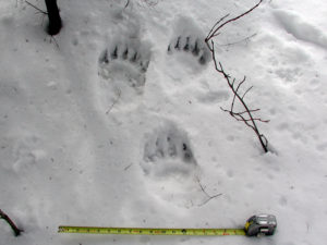Black Bear Tracks in Snow