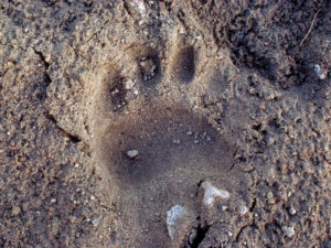Black Bear Track in Sand