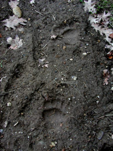 Black Bear Tracks in Mud
