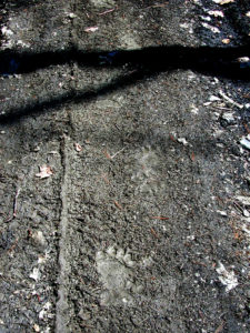 Black Bear Tracks in Mud