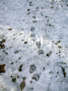 Bear Tracks in Snow