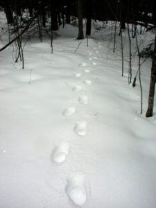 Black Bear Tracks in Snow