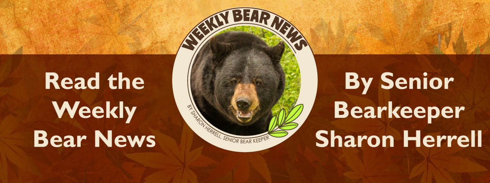 Weekly Bear News banner
